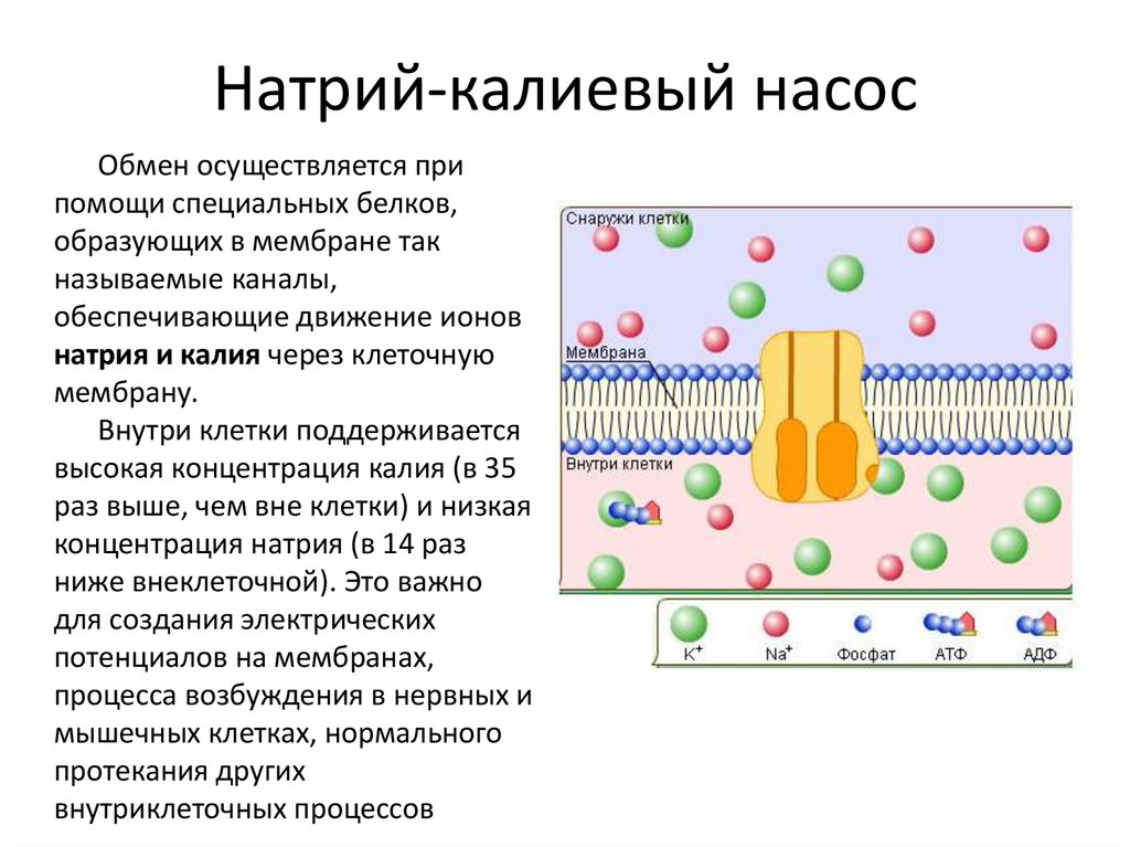 Натрий калиевый насос схема